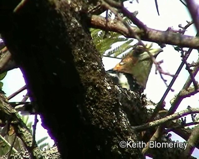 Haubenbartvogel - ML201015571