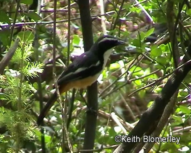 White-throated Robin-Chat - ML201015581