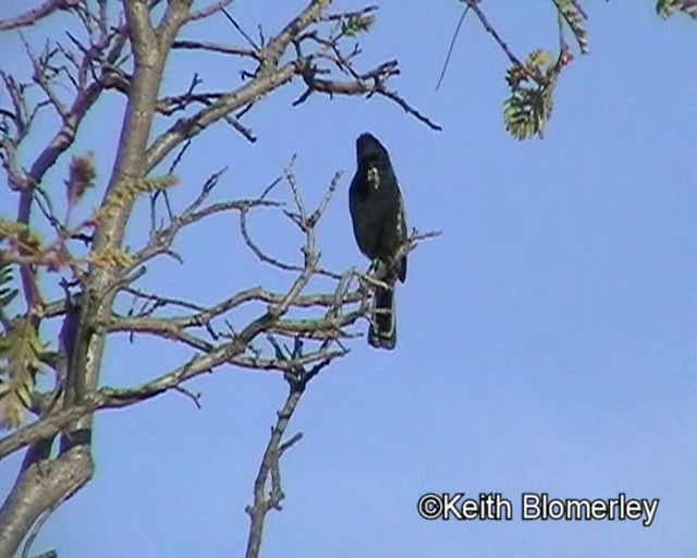 Mésange nègre - ML201015601