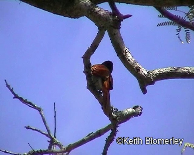 African Paradise-Flycatcher - ML201015621