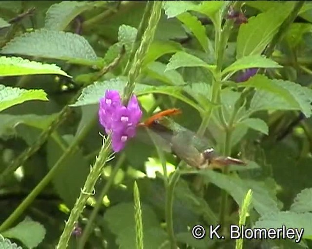 Rufous-crested Coquette - ML201015641