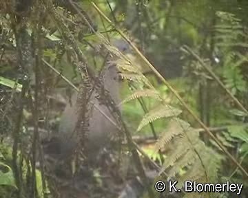 Hooded Tinamou - ML201015721