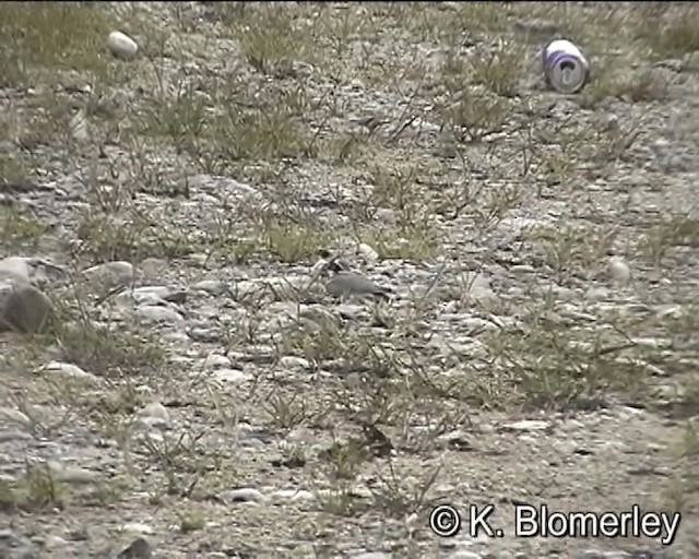 Little Ringed Plover (dubius/jerdoni) - ML201015741