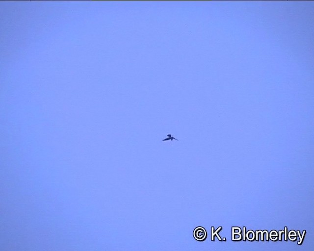 Glossy Swiftlet - ML201015771