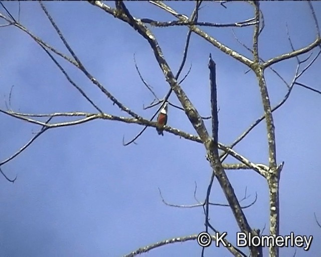 Rufous-bellied Kookaburra - ML201015801