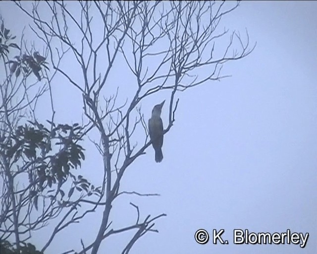 Martin-chasseur à ailes bleues - ML201015811