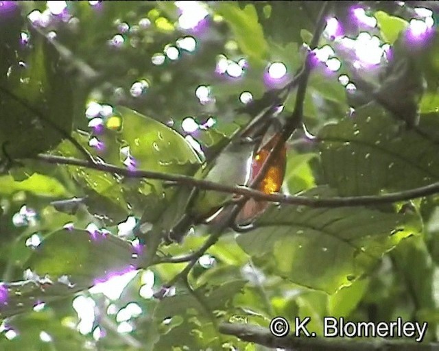 Yellow-bellied Gerygone - ML201015831