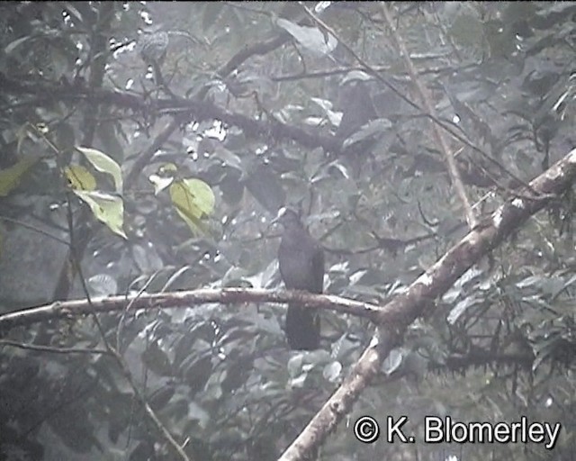 New Guinea Bronzewing - ML201015871