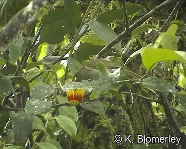 Mountain Honeyeater - ML201016001