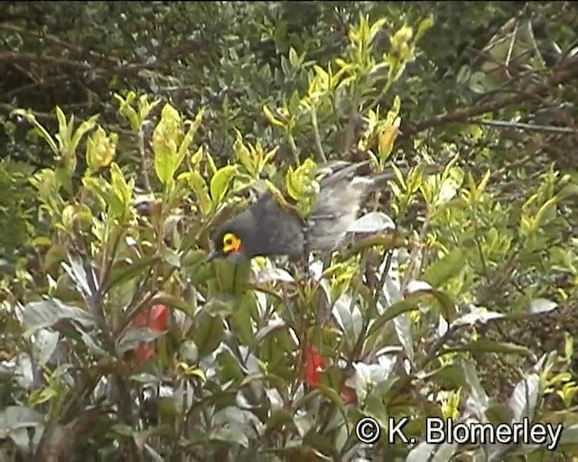 Smoky Honeyeater - ML201016011