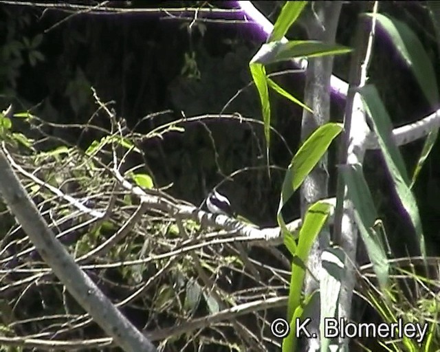 Torrent Flyrobin (Torrent) - ML201016041