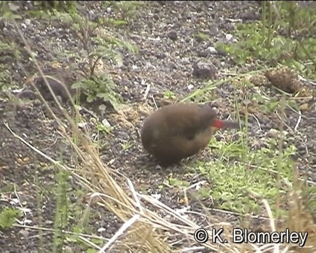 Mountain Firetail - ML201016071