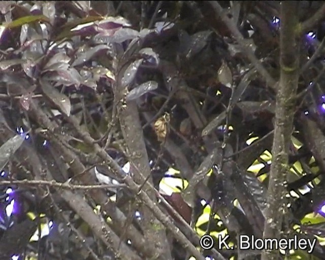 Brown-backed Whistler - ML201016091