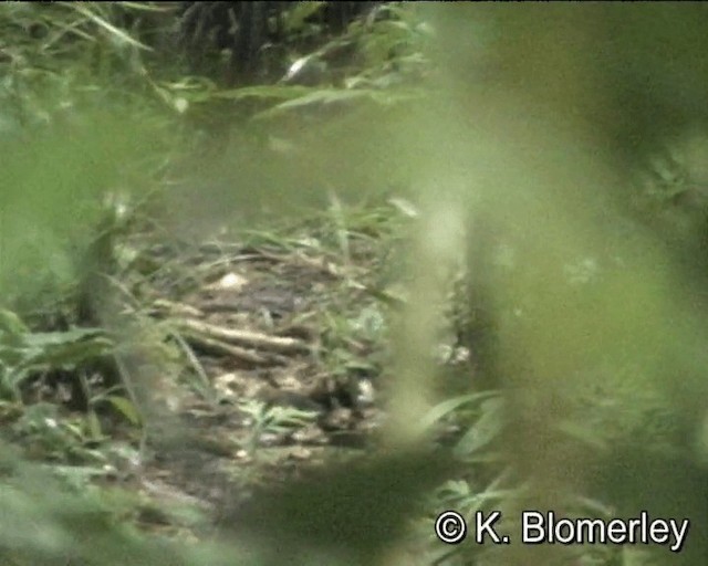 Papua-Blaubrustpitta - ML201016161