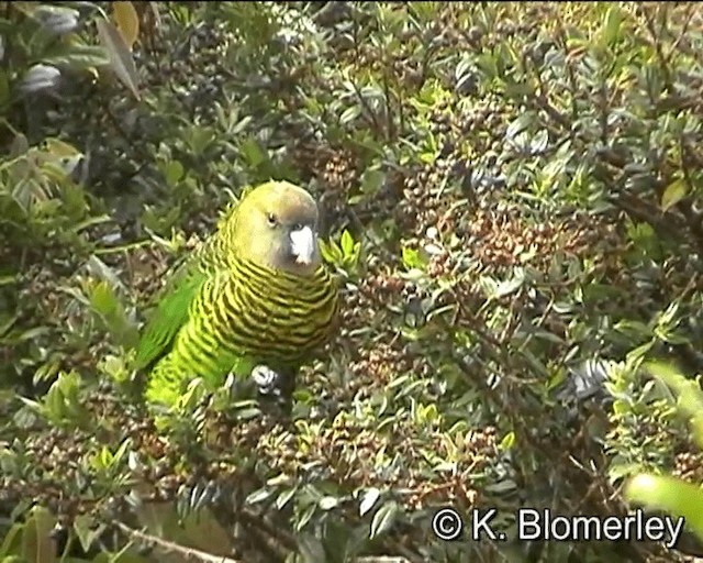 Brehm's Tiger-Parrot - ML201016181