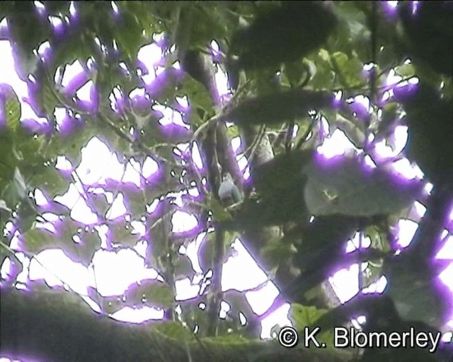 Kestane Kuşaklı Meyve Kumrusu - ML201016191