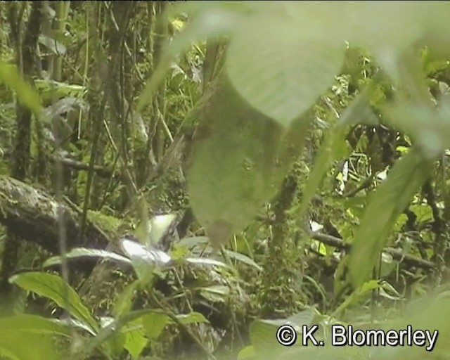 Sooty Thicket-Fantail - ML201016221