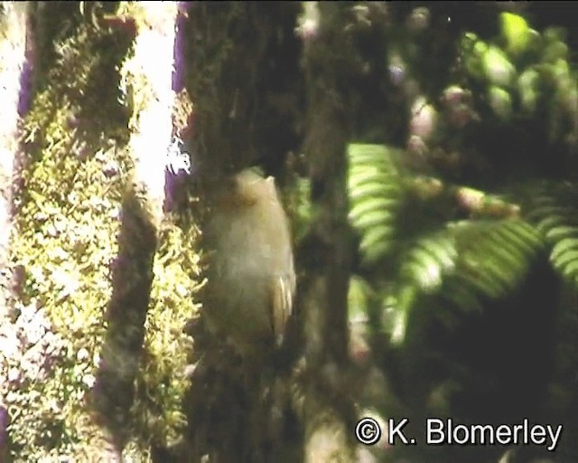 Large Scrubwren - ML201016241