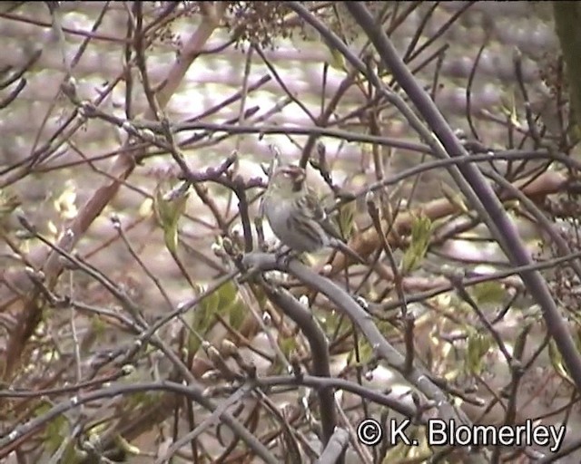 Lesser Redpoll - ML201016291