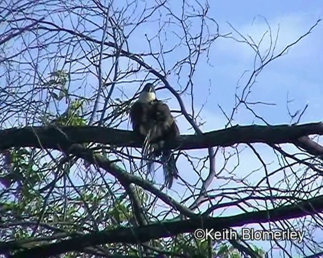 Коукал білобровий (підвид burchellii/fasciipygialis) - ML201016351