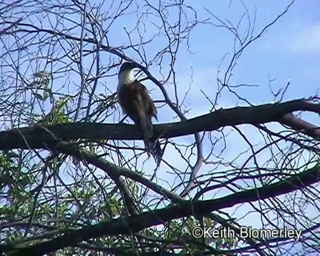 White-browed Coucal (Burchell's) - ML201016361