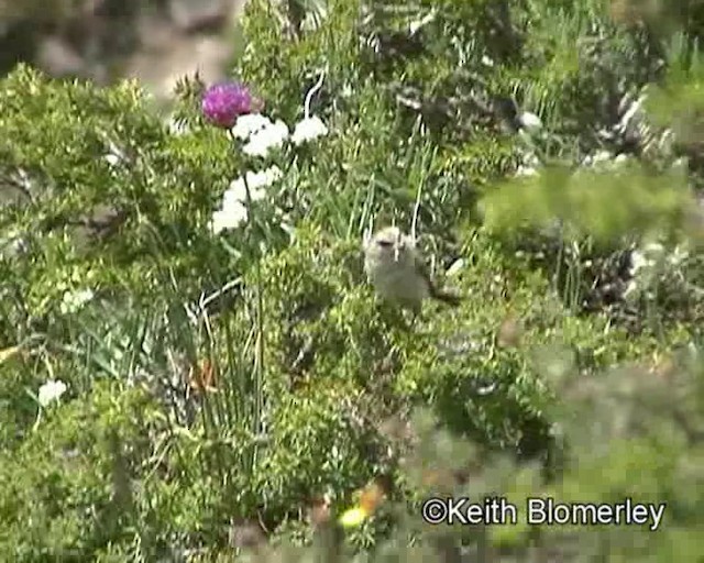 White-browed Tit-Warbler - ML201016411