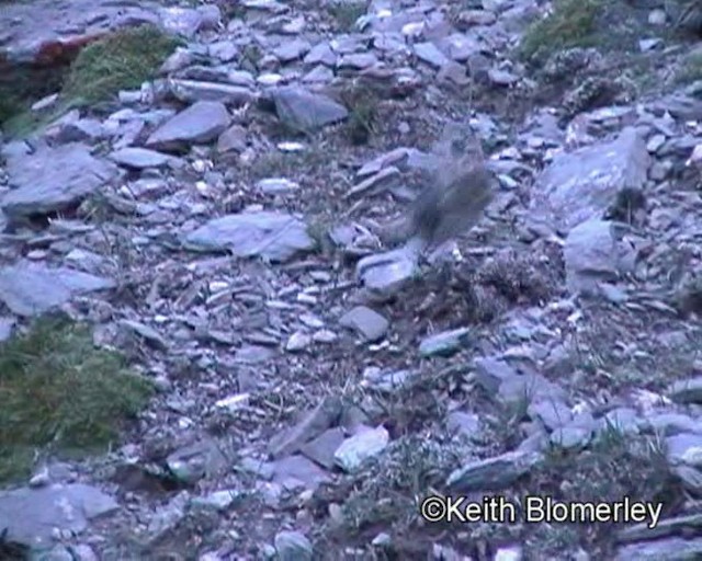 Tibetan Snowfinch - ML201016421