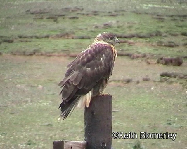 Upland Buzzard - ML201016431