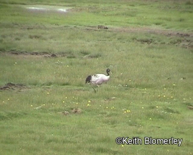 Black-necked Crane - ML201016441