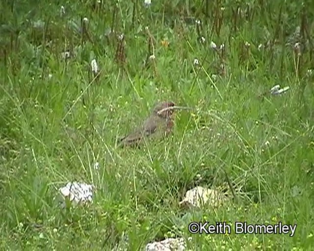 Red-fronted Rosefinch - ML201016461