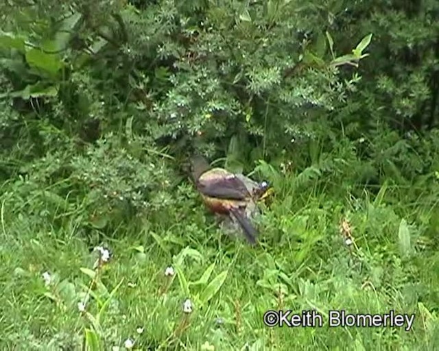 White-backed Thrush - ML201016481