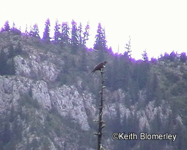 Himalayan Buzzard - ML201016511