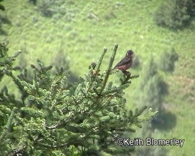 Chinese White-browed Rosefinch - ML201016521