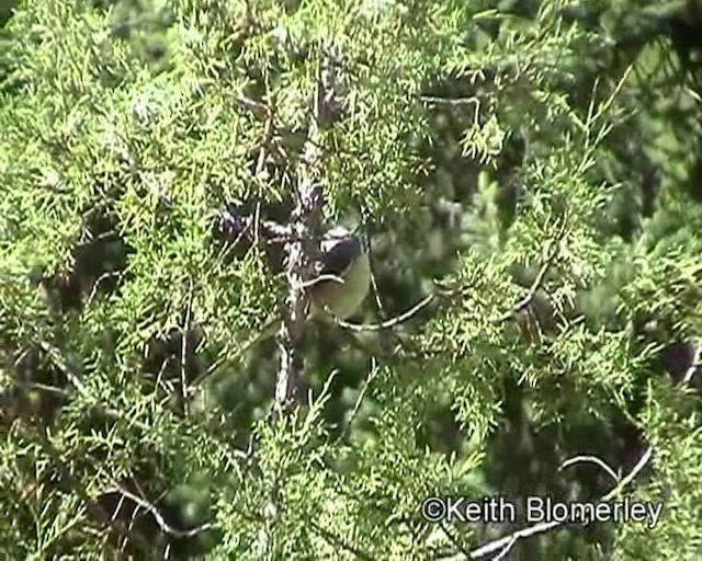 Gray-backed Shrike - ML201016531