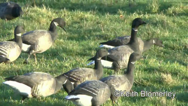 Brant (Dark-bellied) - ML201016541