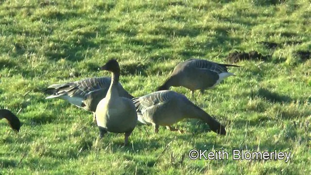 Pink-footed Goose - ML201016561