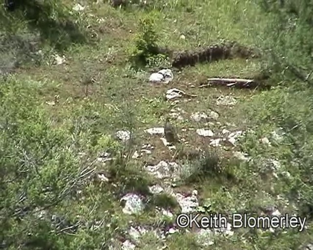 Buff-throated Monal-Partridge - ML201016641