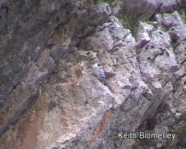 Pigeon des neiges - ML201016661