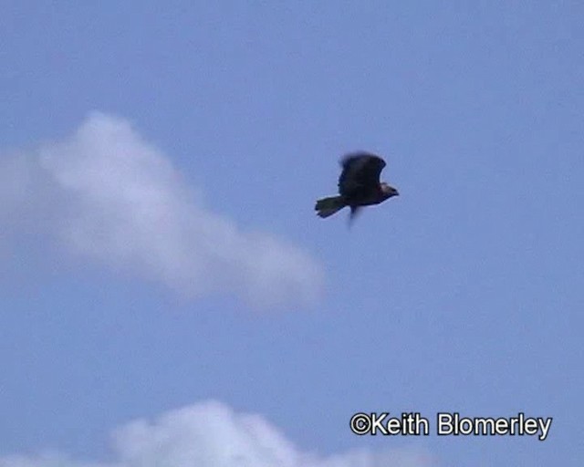 Upland Buzzard - ML201016671