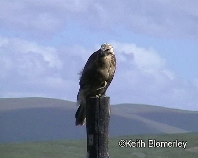 Upland Buzzard - ML201016681