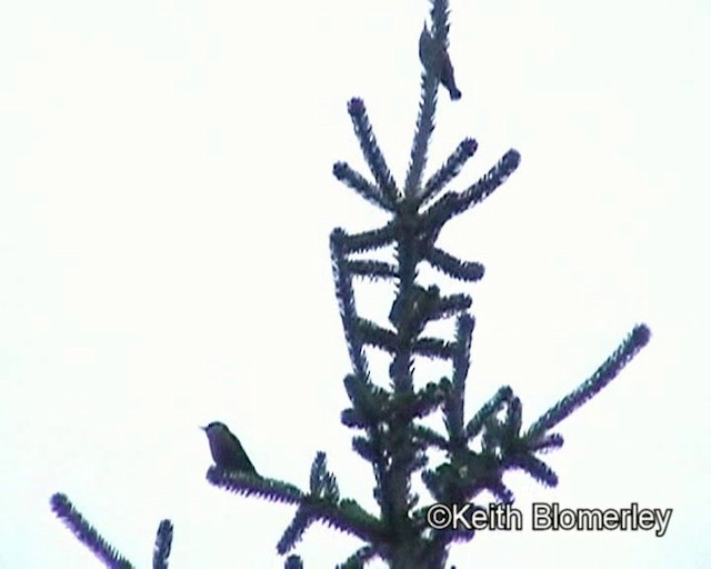 セイカイゴジュウカラ - ML201016701