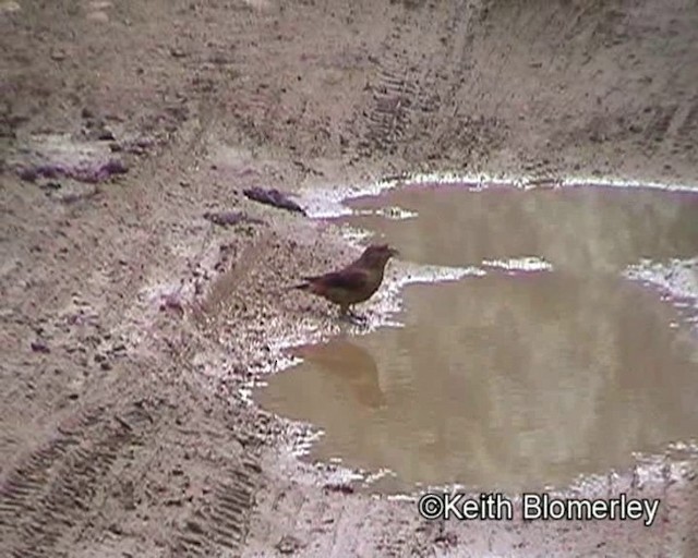 Bec-croisé des sapins (himalayensis) - ML201016721
