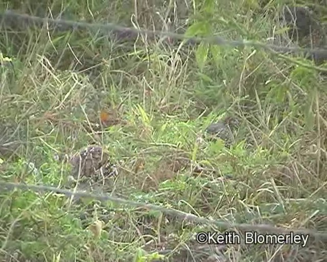 Crested Bobwhite (Crested) - ML201016821