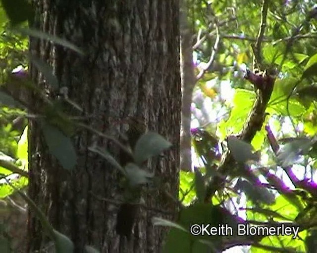 Red-billed Scythebill - ML201016871