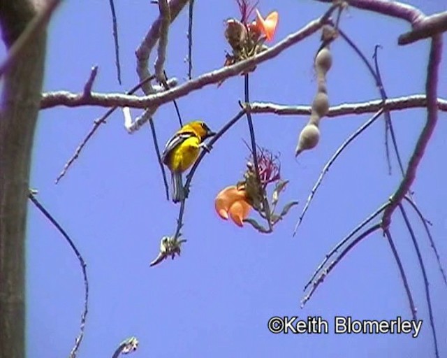 Oriole jaune - ML201016951