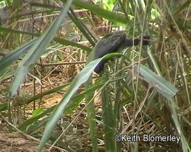 Gray Seedeater - ML201016961