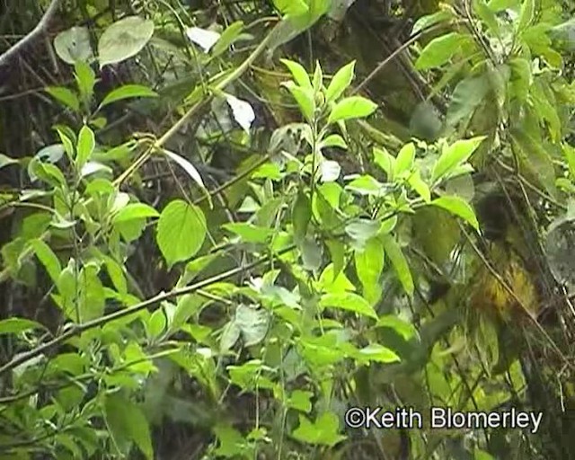 Tangara à tête fauve - ML201017001