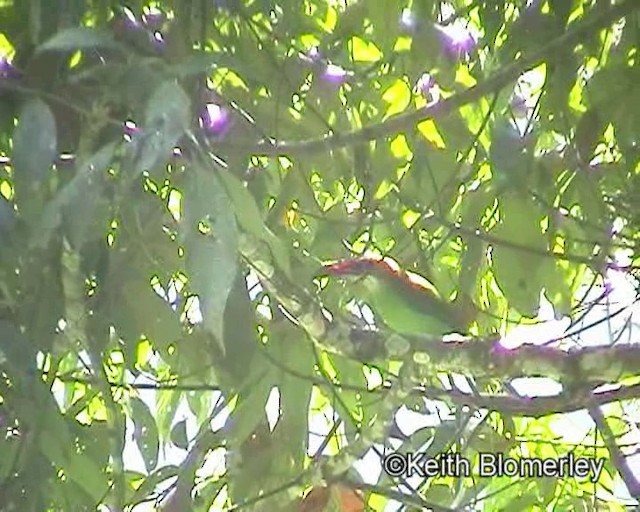 Groove-billed Toucanet (Groove-billed) - ML201017021