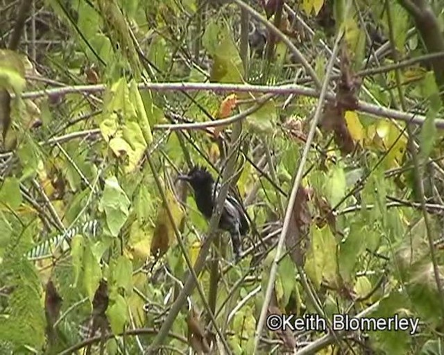 Black-backed Antshrike - ML201017051