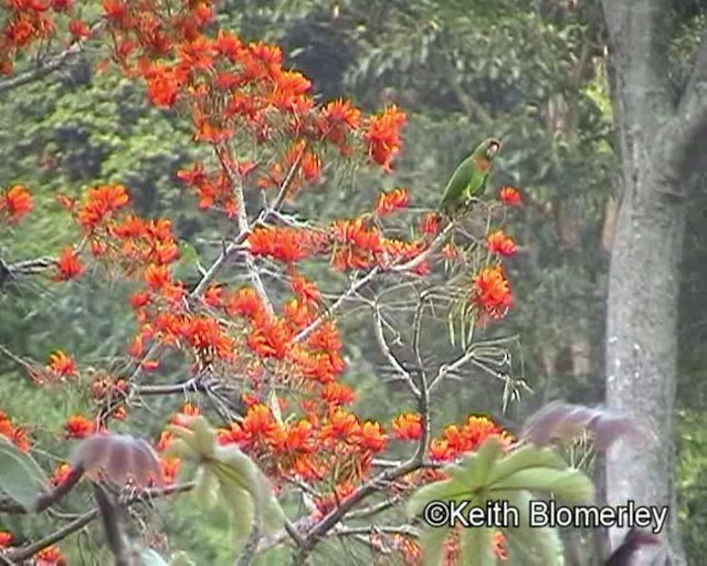 Scarlet-fronted Parakeet - ML201017061